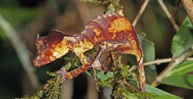 gecko de cola satanica