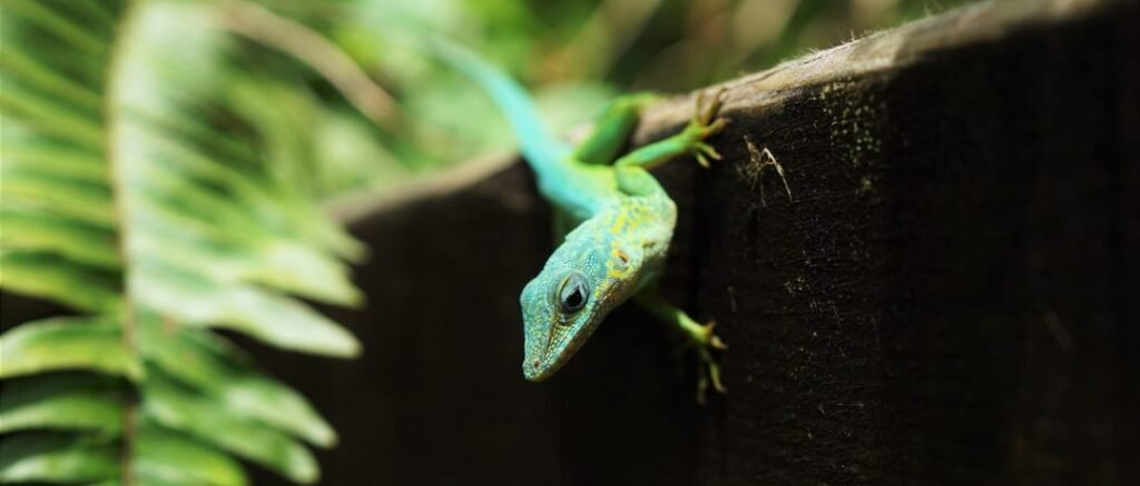 gecko enano de williams