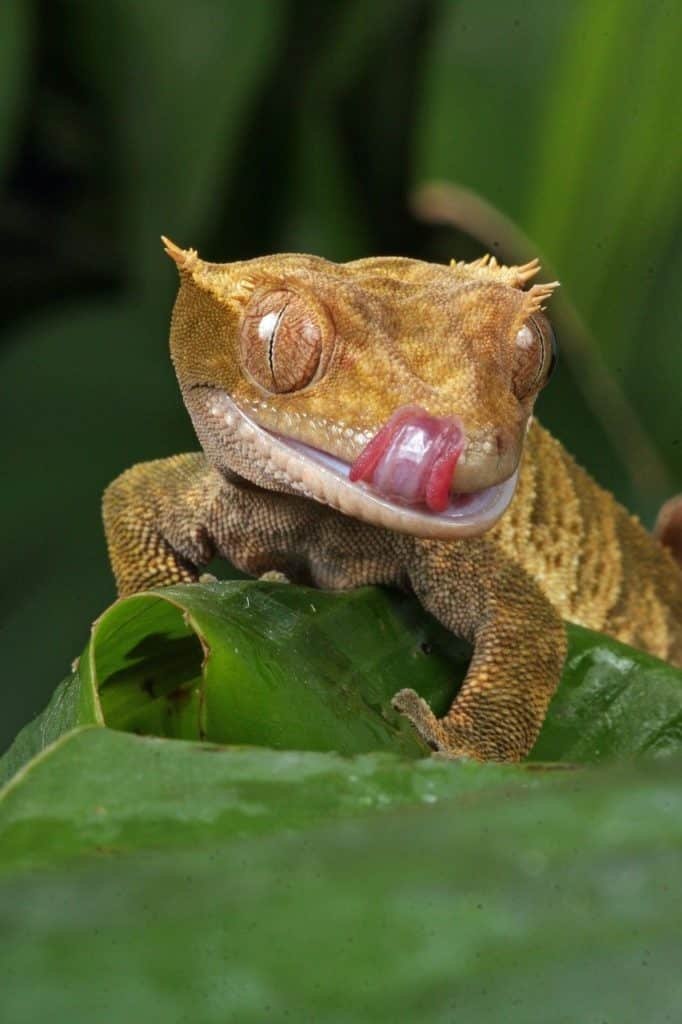 Correlophus ciliatus