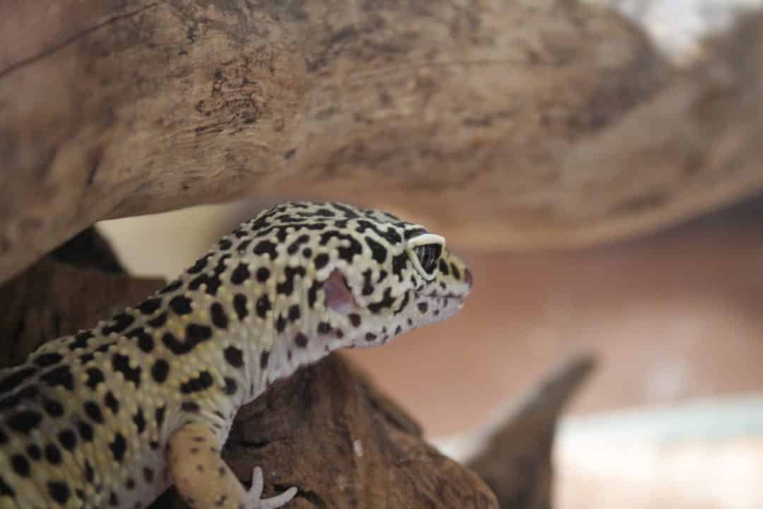 gecco leopardo