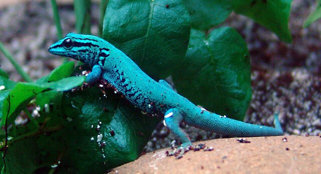 gecko azul electrico