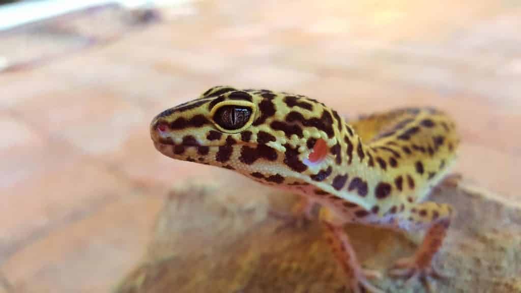 gecko_leopardo