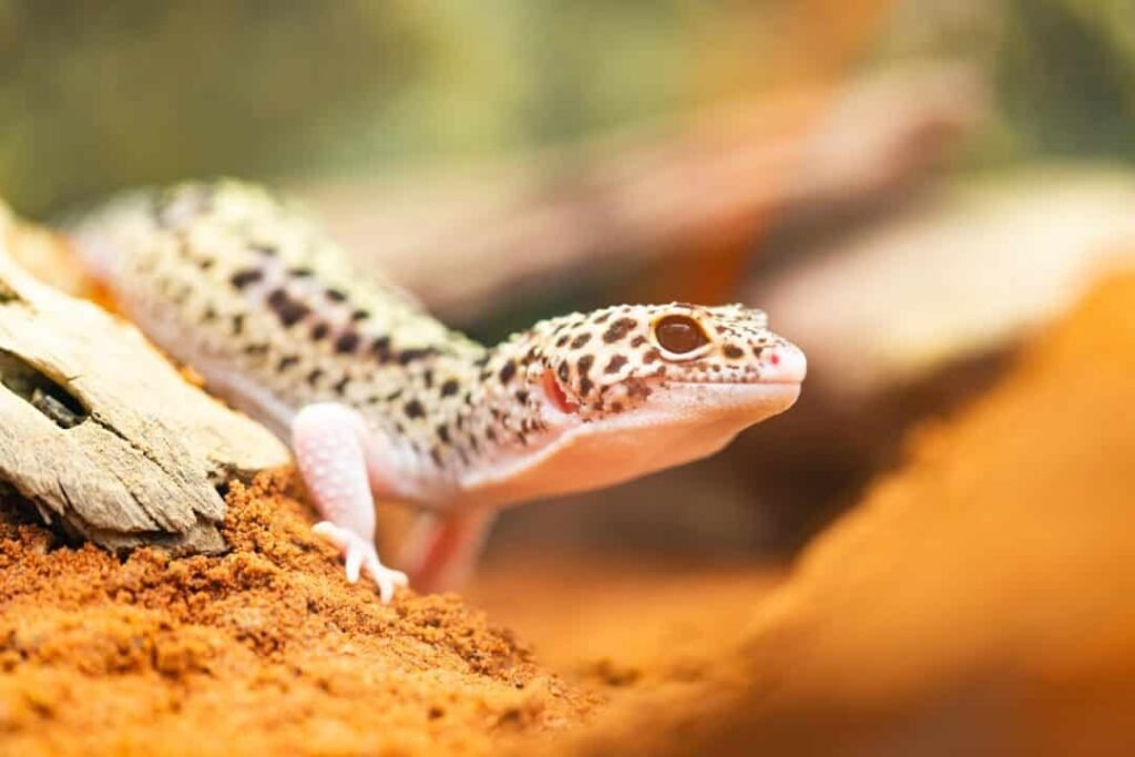 gecko leopardo afgano