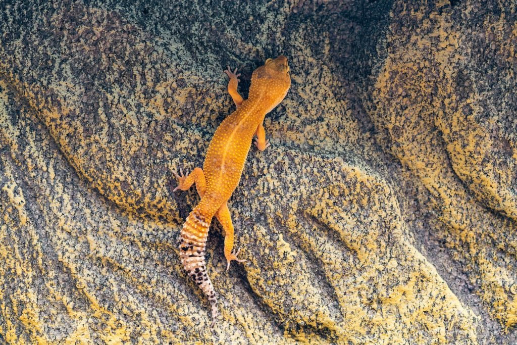 gecko leopardo afgano