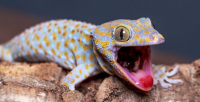 Gecko Tokay