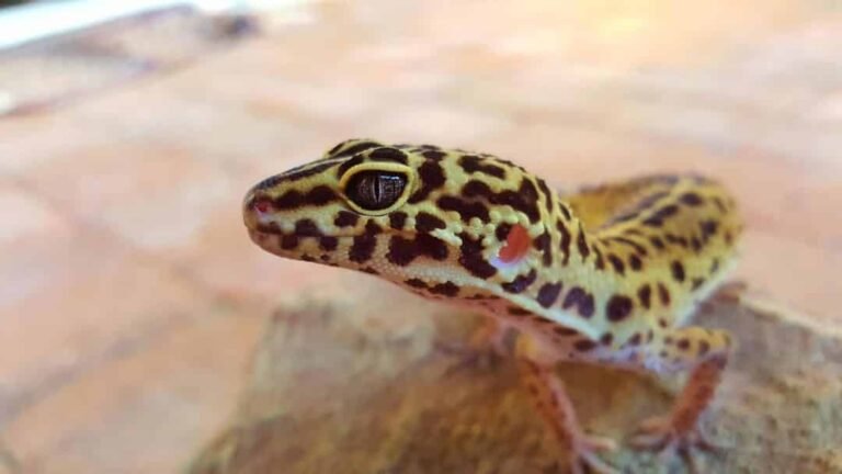Gecko Leopardo bonito