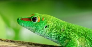 gecko diurno de madagascar