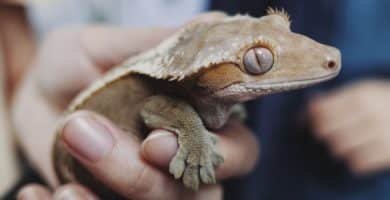 gecko crestado