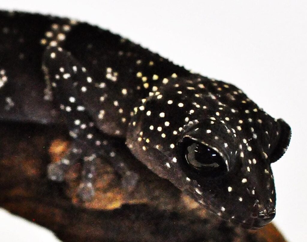 gecko negro
