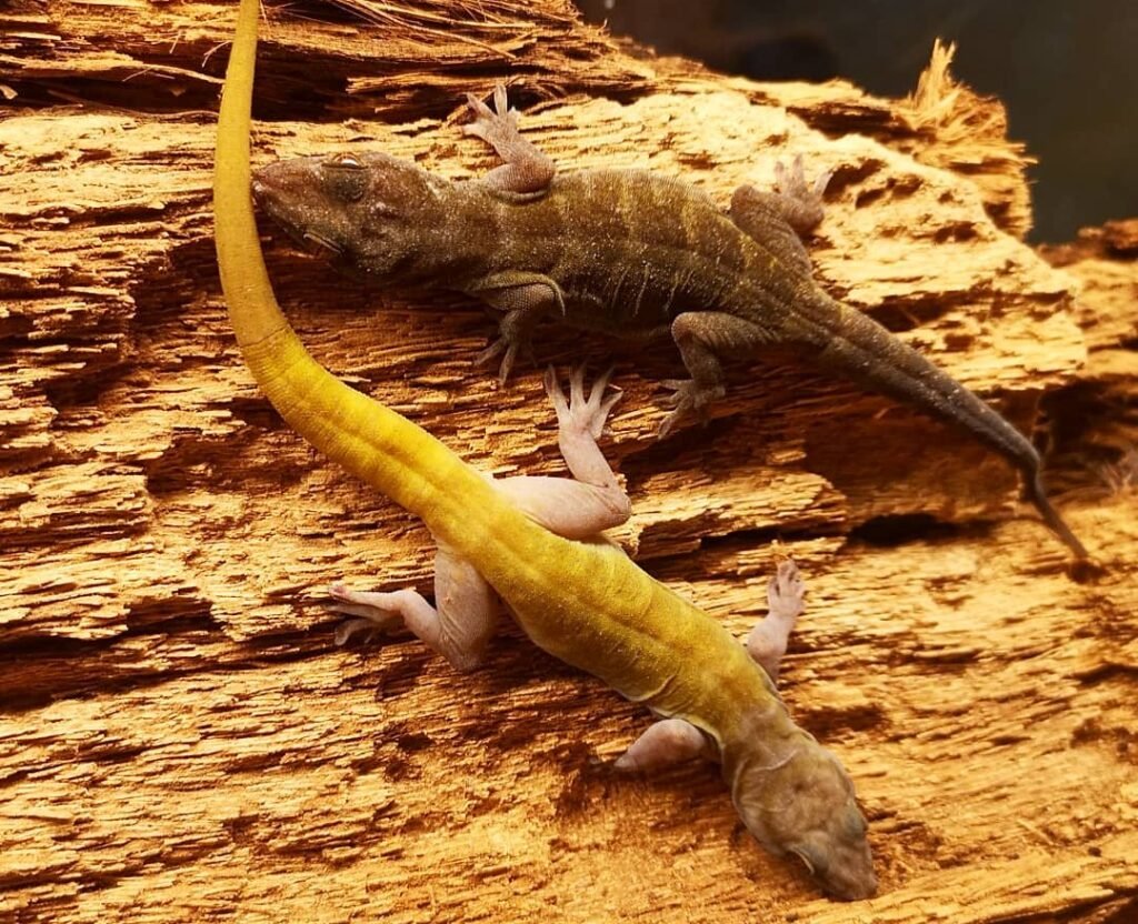 gecko auratus