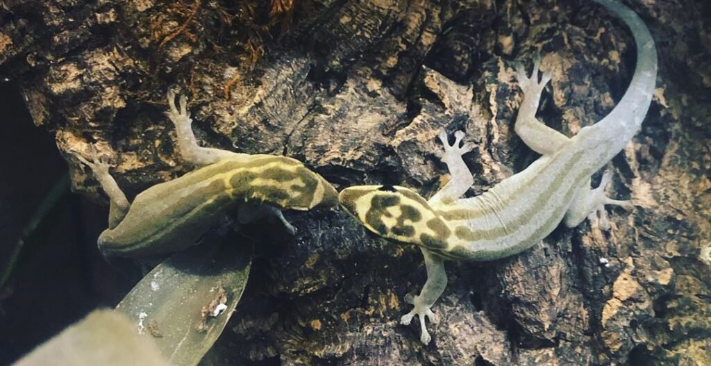 Lygodactylus kimhowelli