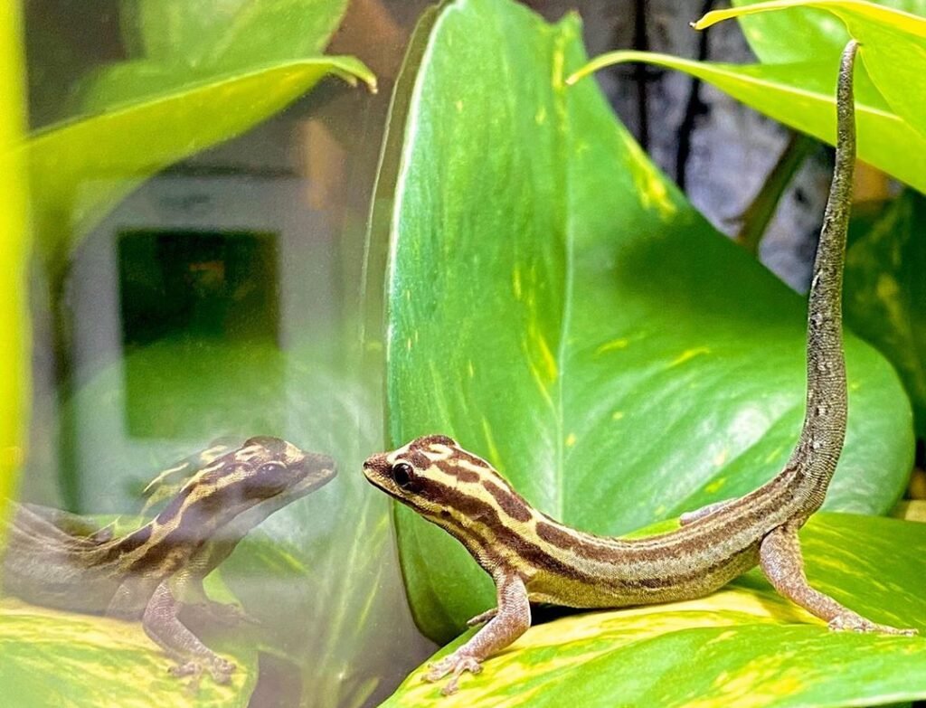 Lygodactylus kimhowelli