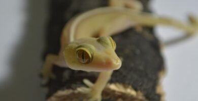 gecko vittatus