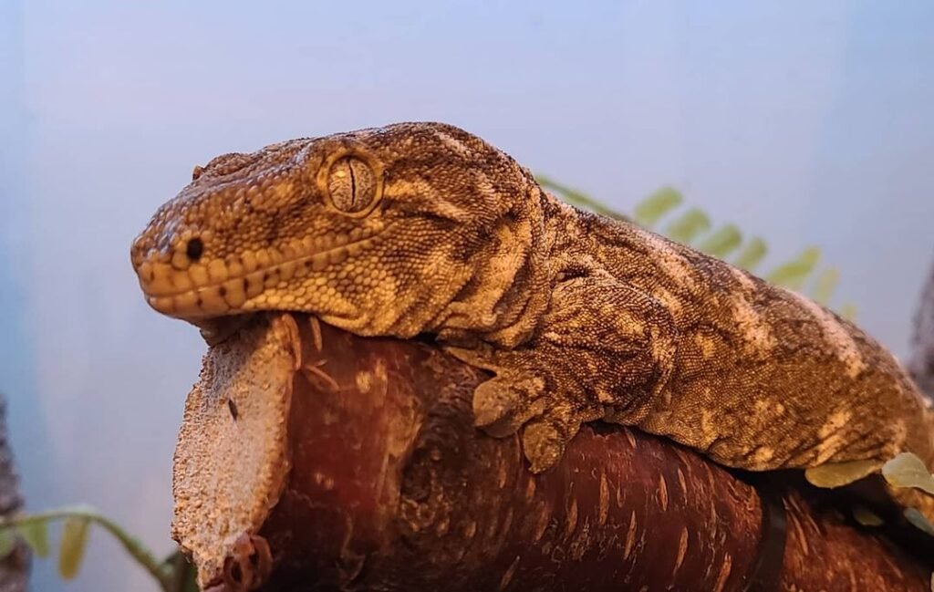 gekko gigante