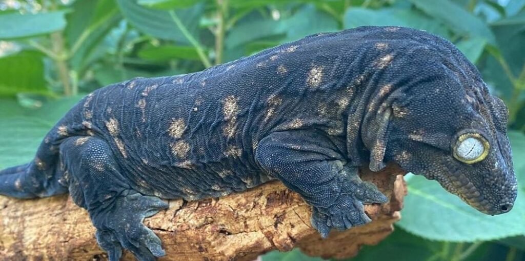 gekko gigante de nueva caledonia
