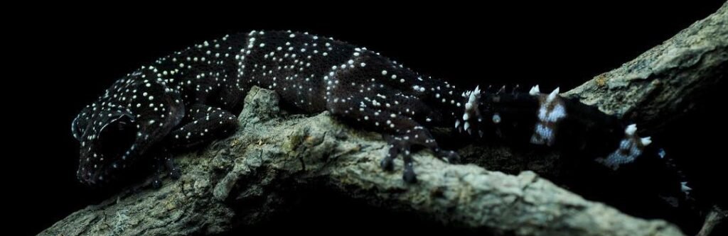 gecko masobe