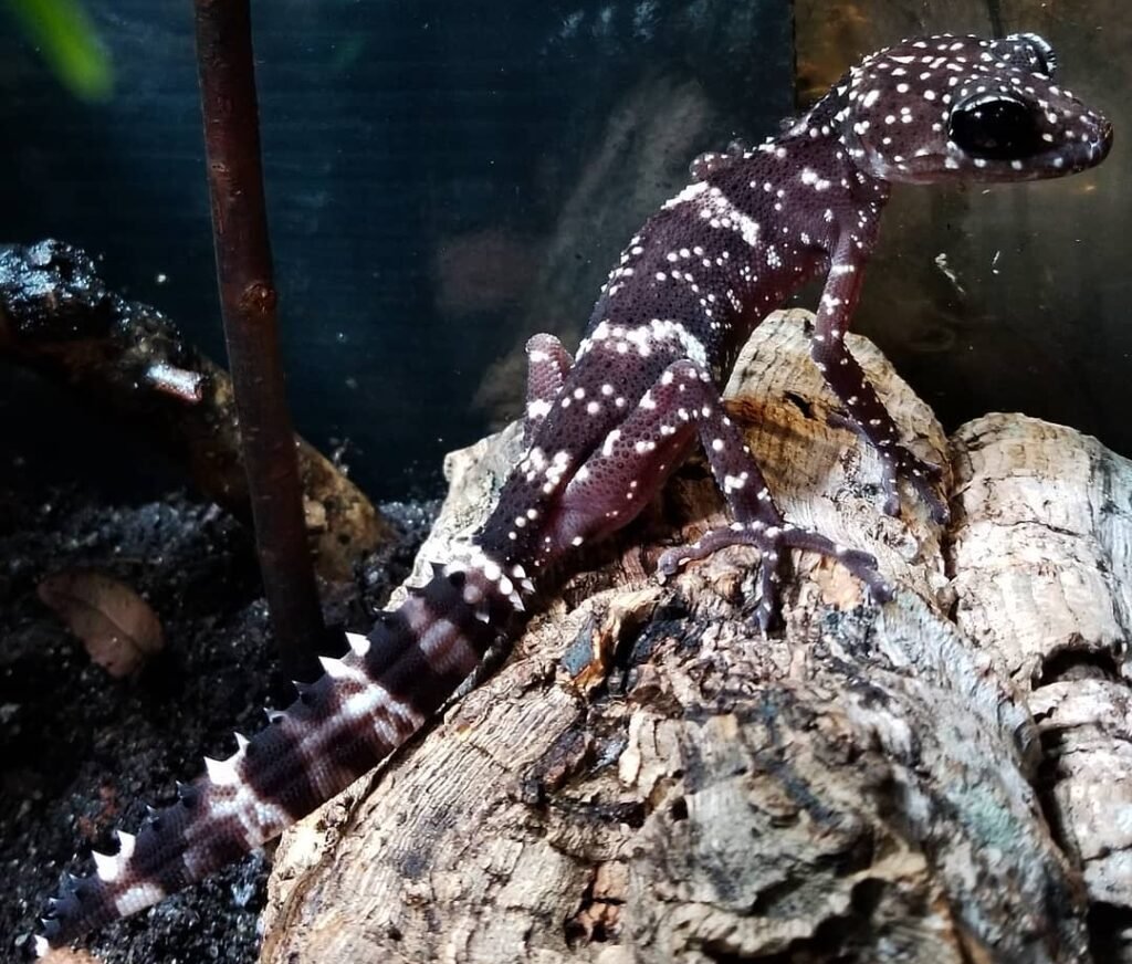 gecko masobe