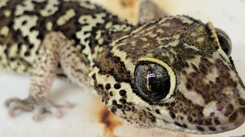 gecko ocelote