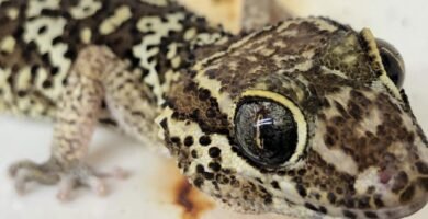 gecko ocelote