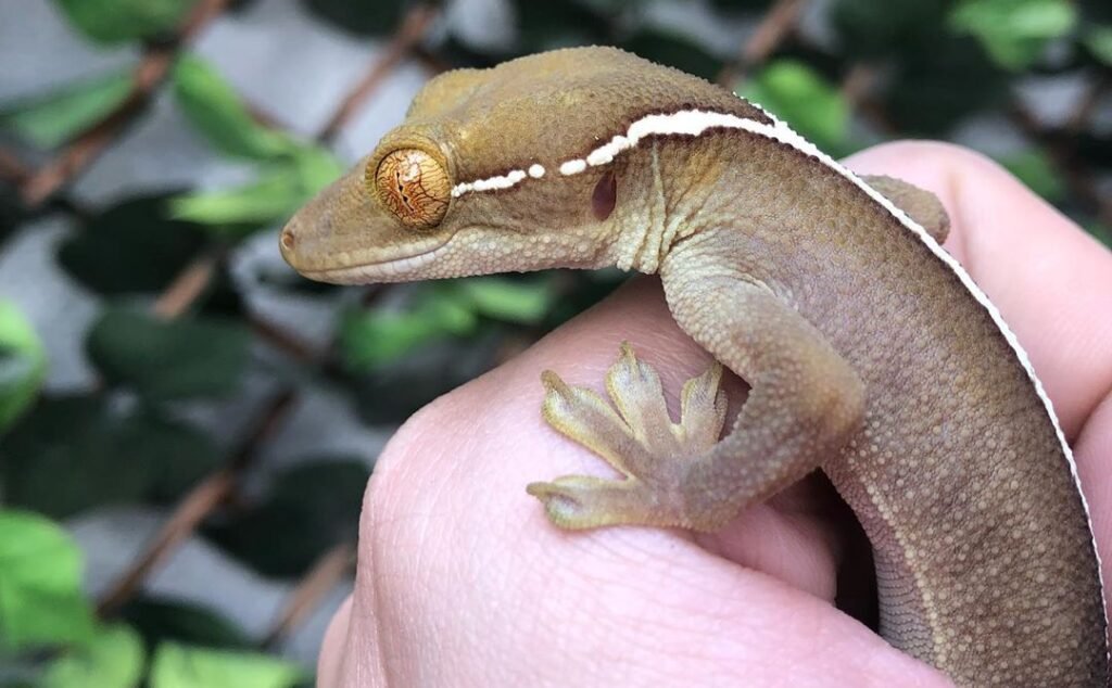 gecko de las palmeras