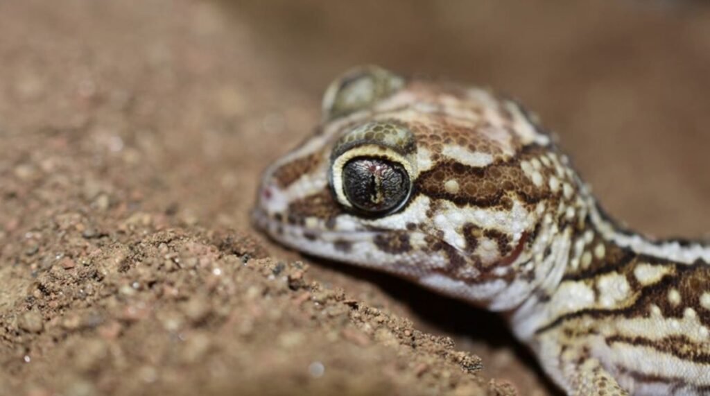 gecko pantera
