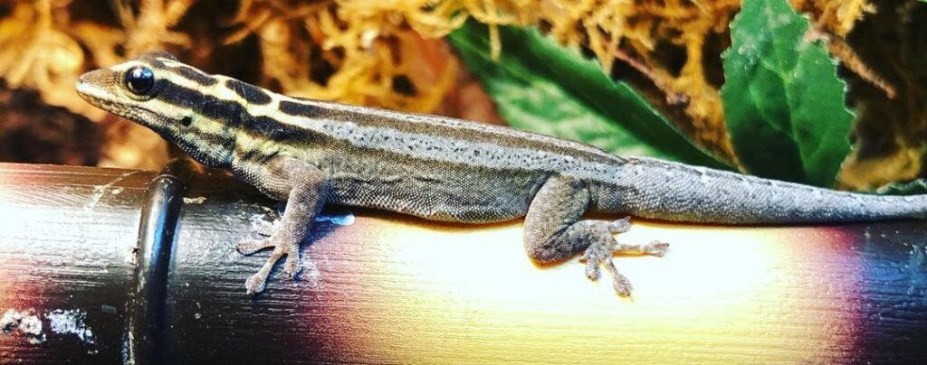 Lygodactulus kimhowelli