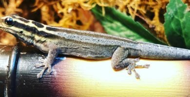 Lygodactulus kimhowelli