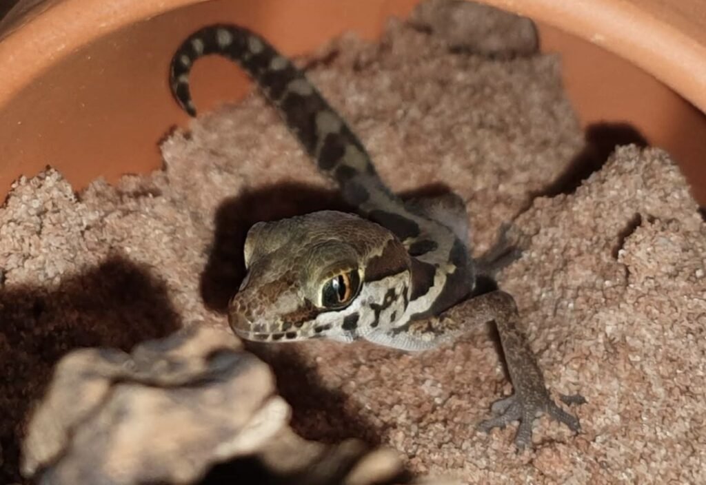 Gecko ocelote