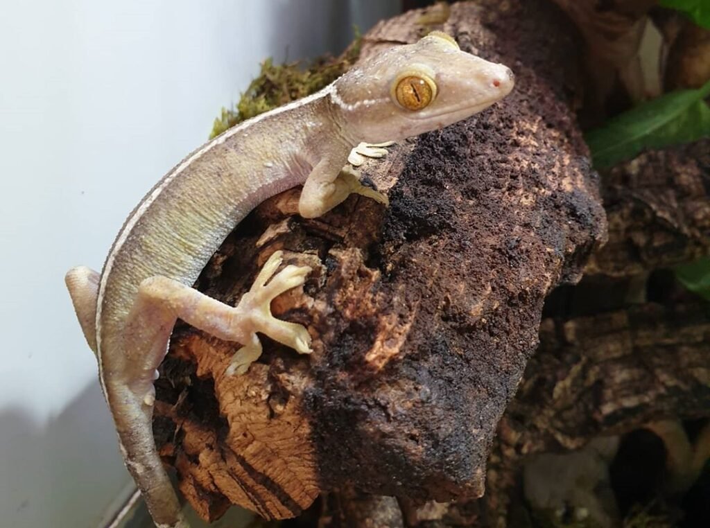 gecko de las palmeras