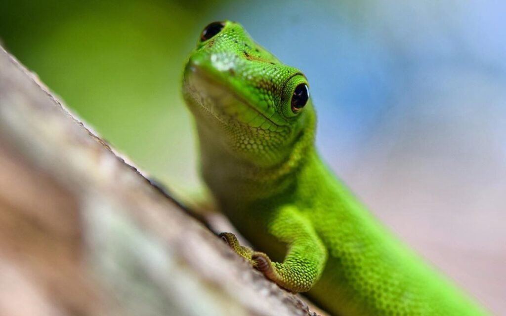 gecko phelsuna