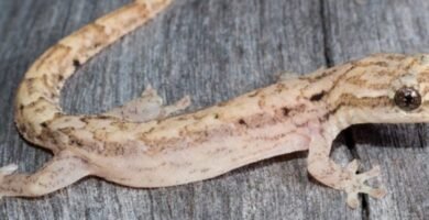 gecko enlutado