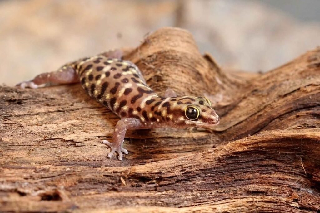 gecko tigre