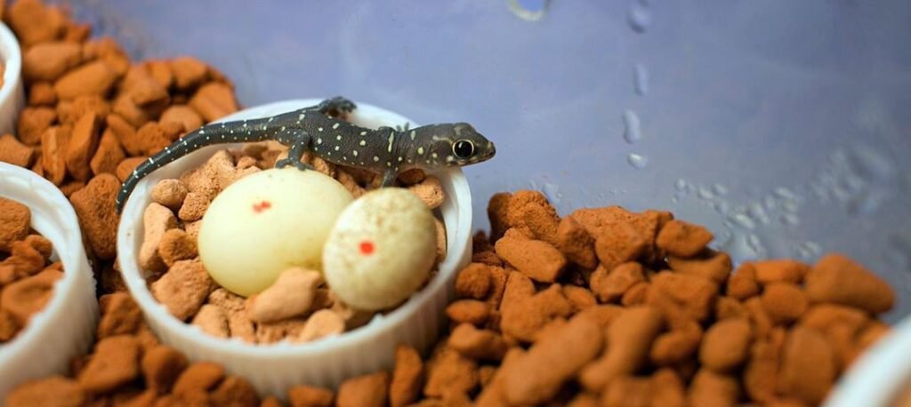 gecko tigre