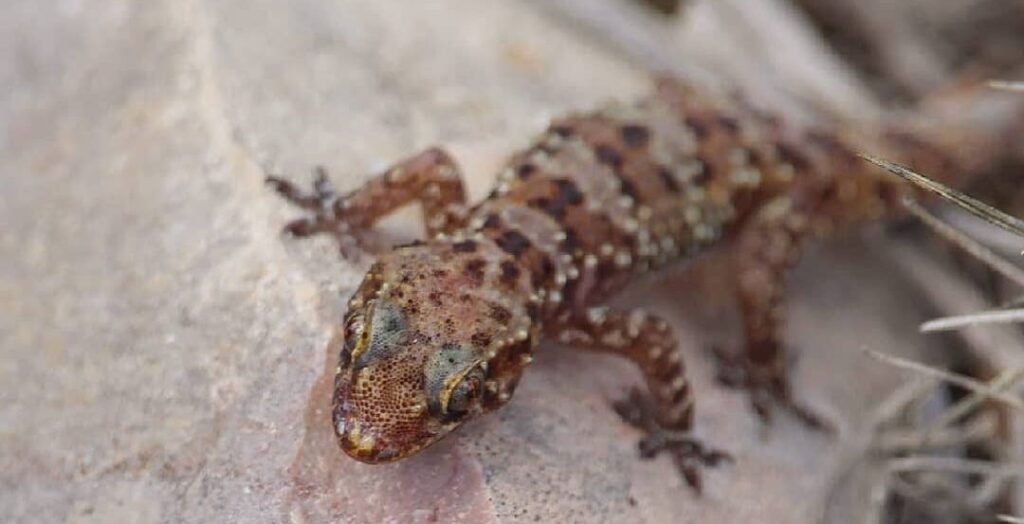 salamanquesa rosada