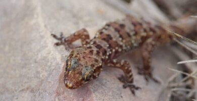 salamanquesa rosada