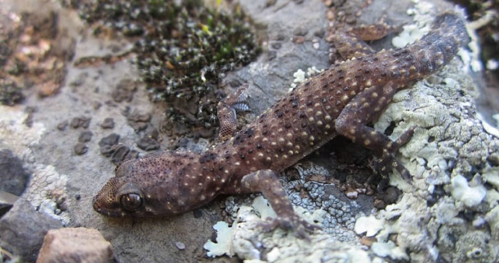 Hemidactylus Turcicus
