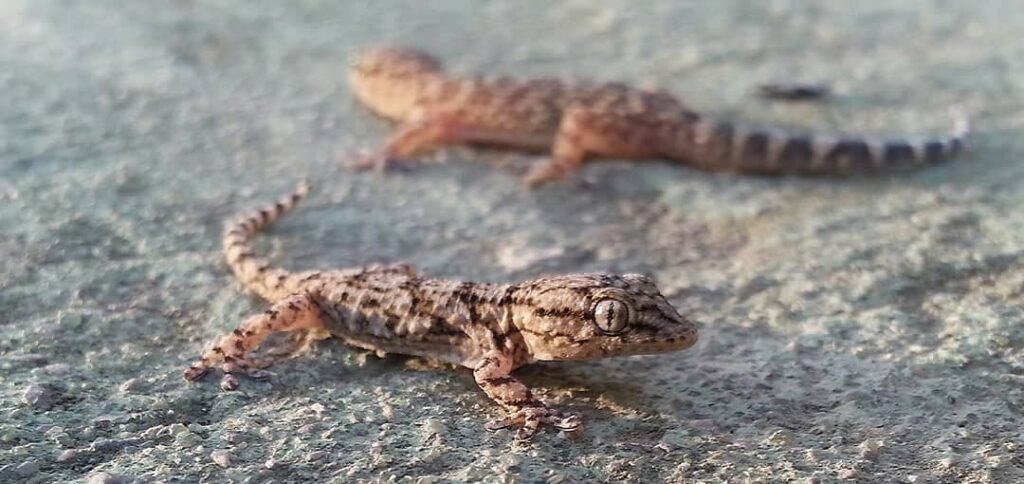 Hemidactylus Turcicus